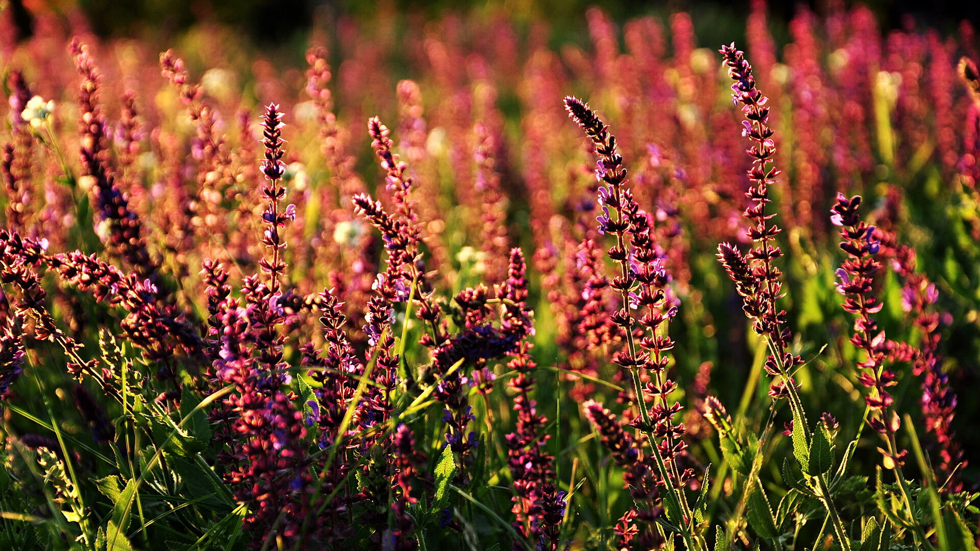 冷门背后的奥运暗战，步行者掀翻掘金的非典型关键战如何搅动国家队格局